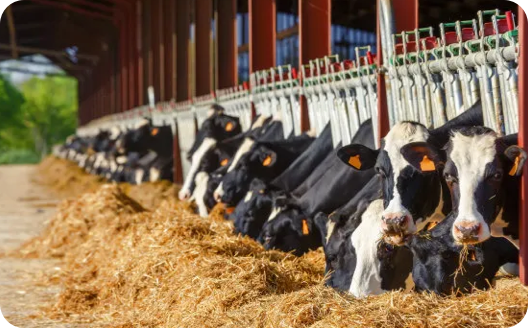 Living plants & animals, genetically modified organisms & genetically modified microorganisms in contained use, as well as products of plants and animals relating directly to their future reproduction